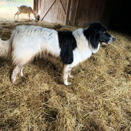 Anne - Old Time Scotch Collie