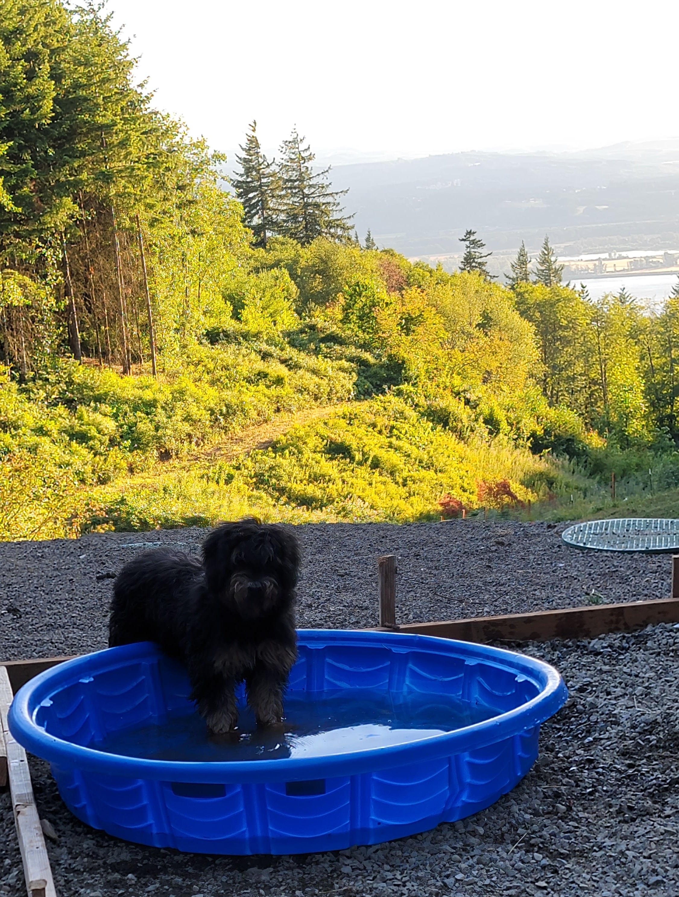 Poodle, Soft Coated Wheaten Terrier, and Whoodle Puppies from Green Mountain Kennel