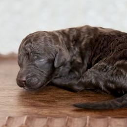 Chopper - Chocolate female Goldendoodle puppy in Dayton, Ohio from Perks Court Doodles
