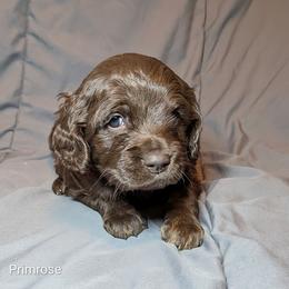 Primrose - Brown female Cockapoo puppy in Sunset, Louisiana from Cano Cockapoos