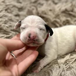 Blizzard - White and black male Dalmatian puppy in Travelers Rest, South Carolina from Cotton Top