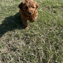 Goldendoodle Puppies from 4F Farms