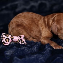 Hottie - Red  female Poodle puppy in Bridgeport, Texas from KM AKC Toy poodles
