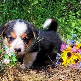 Phyllis Wheatly - Black and white female American Corgi puppy in Gouverneur, New York from St. Lawrence Corgis