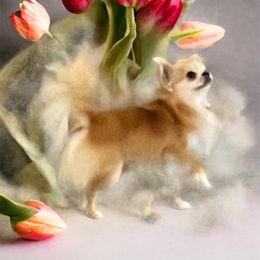 Chihuahua and Cocker Spaniel All Grown Up from Keto Kennels