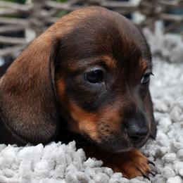 Sobble - Wild boar female Dachshund puppy in Tampa, Florida from EntityDachs