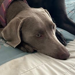Bella - Weimaraner