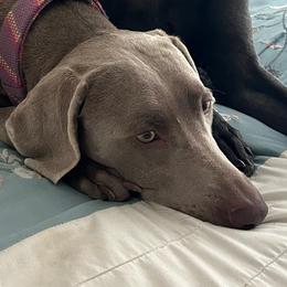 Bella - Weimaraner