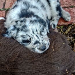 Australian Shepherd Puppies from Southern Boy Blues Aussies