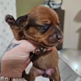 Crumbs - Sable female Dachshund puppy in Payson, Arizona from Opal's Gemstone Doxies