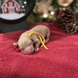 Charlie Brown - Apricot male Cavapoo puppy in Englewood, Ohio from Hart’s Cavapoos
