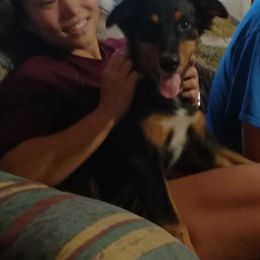 Australian Shepherd Puppies from Soundtrack Farms