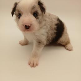 Simon - Blue merle male Border Collie puppy in Gloucester, Virginia from Peachy Keen Border Collies