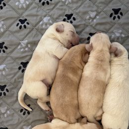 Boy 1 - Yellow male Labrador Retriever puppy in Ranchita, California from Pacific Crest Labradors