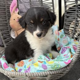 Cottontail - Black tri male Miniature Australian Shepherd puppy in Port Saint Lucie, Florida from Charlene Brannon's Mini Australian Shepherds