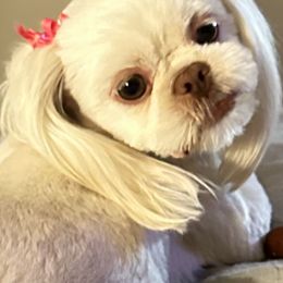 Olivia - Shih Tzu