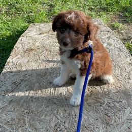 Chocolate and while female - Brown and white female Aussiedoodle puppy in Hillsboro, Illinois from Shoal Creek Puppies