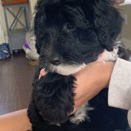 Sheepadoodle Puppies from Riley Grace Puppies