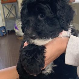 Sheepadoodle Puppies from Riley Grace Puppies