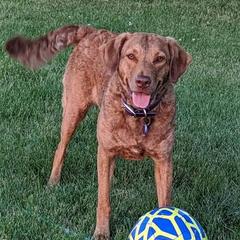 Journey - Chesapeake Bay Retriever
