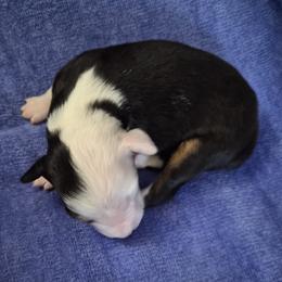 Yingyang - Black tri male Miniature American Shepherd puppy in Marshfield, Missouri from Tntowne Miniature American Shepherds