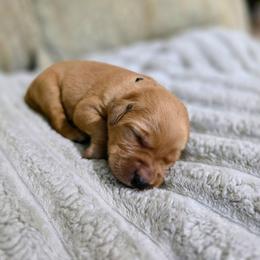 Boy 6 - Yellow male Labrador Retriever puppy in Grand Rivers, Kentucky from Big Water Dreams Retrievers