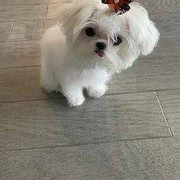 Maltese and Yorkshire Terrier Puppies from tatortot pup