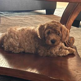 George - Red  male Goldendoodle puppy in Tucson, Arizona from JER Doodles