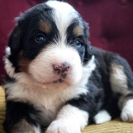 Pierre - Tri-color male Bernedoodle puppy in Folsom, Louisiana from DoodlesFarmCo