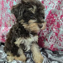 Hershey Kisses - Liver female Miniature Schnauzer puppy in Neosho, Missouri from Cooley's Cuddle Pups