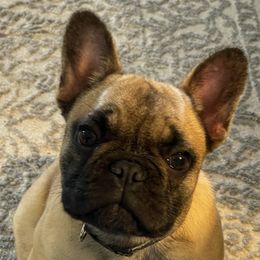 Addi - French Bulldog