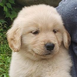 Golden Retriever puppies from Sugar River Goldens