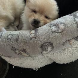 Pomeranian Puppies from Waters Poms