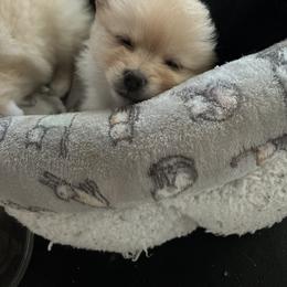 Pomeranian Puppies from Waters Poms