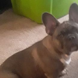 French Bulldogs from Hood-Bred Frenchies