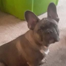 French Bulldogs from Hood-Bred Frenchies