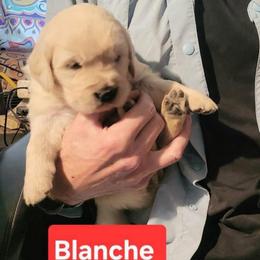 5th pick of the Golden Girls Litter - Light golden female Golden Retriever puppy in Fithian, Illinois from LOMAH Retrievers