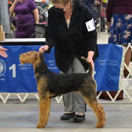 Airedale Terrier Puppies from Mystic’s Airedale Acres