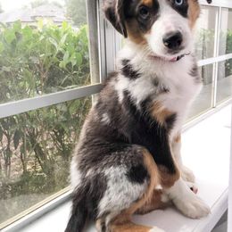 Miniature Australian Shepherd Puppies from Wilkers Wholehearted Mini Aussies