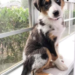 Miniature Australian Shepherd Puppies from Wilkers Wholehearted Mini Aussies