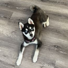 Alaskan Klee Kai Puppies from Lucky Charm Farms