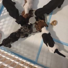 Dachshund Puppies from Real Life Pupps LLC