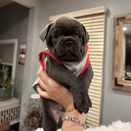 French Bulldog Puppies from French Connection Frenchies