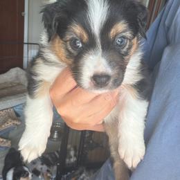 Lucky - Black tri-color male Australian Shepherd puppy in Pattison, Texas from Legacy Water Australian Shepherds