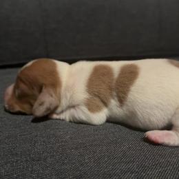 Chcolate based red dapple piebald - Dapple female Dachshund puppy in Anderson, California from Golden Paws Dachshunds