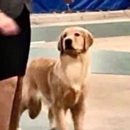 Bella - Golden Retriever