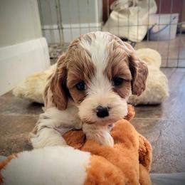 Cavalier King Charles Spaniel, Cavapoo, and Poodle Puppies from Rocky Desert Goldens and Cavaliers