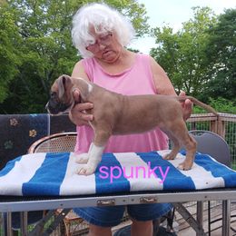 American Staffordshire Terrier Puppies from Jeremy Hammond
