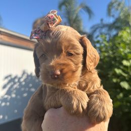 Bingo - Golden female Cockapoo puppy in Selma, California from Mollys Dollys