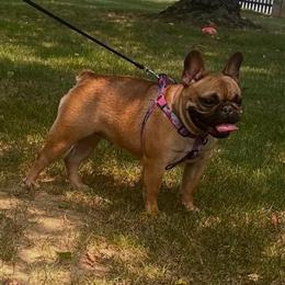 French Bulldog puppies from JT Royalty Puppies PA